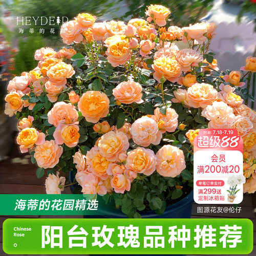 海蒂的花园月季花苗阳台玫瑰盆栽开花直立爬藤垂吊栽种花卉植物