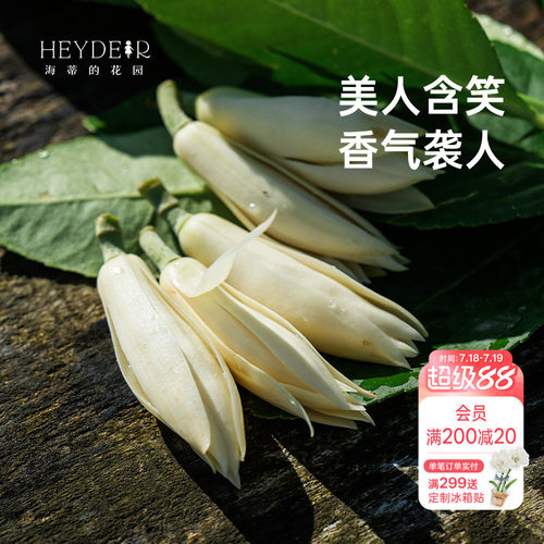 海蒂的花园黄葛兰黄角兰白兰花四川本土植物耐热香味花卉树苗盆栽