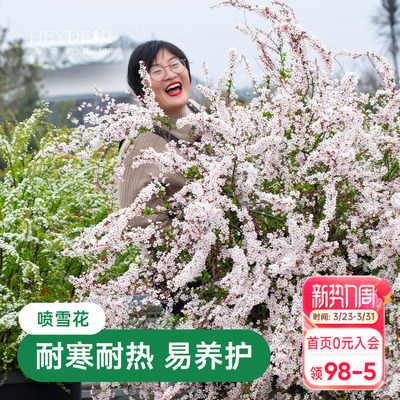 海蒂的花园金叶雪柳多年生花灌木