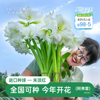 海蒂的花园朱顶红进口种球重瓣阿弗雷白色室内阳台开花球根植物