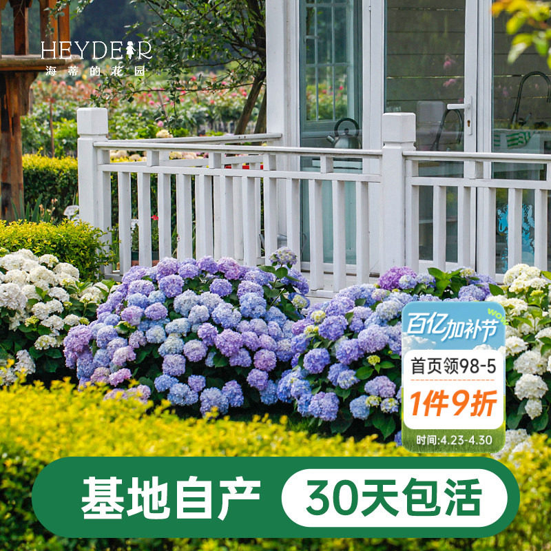 海蒂的花园绣球花苗盆栽无尽夏万华镜大花阳台花园庭院花卉植物