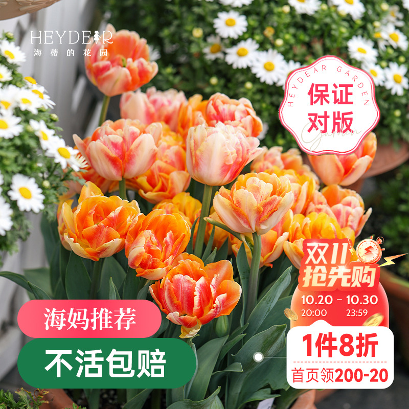 郁金香种球进口5度球狐步舞