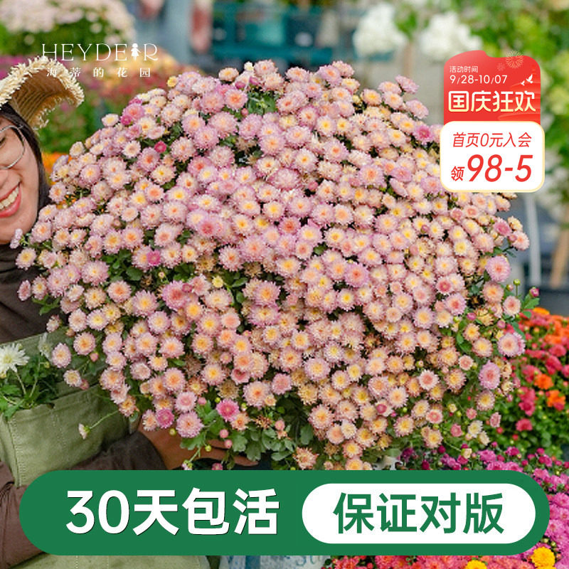 球菊菊花盆栽多年生花卉好养图片