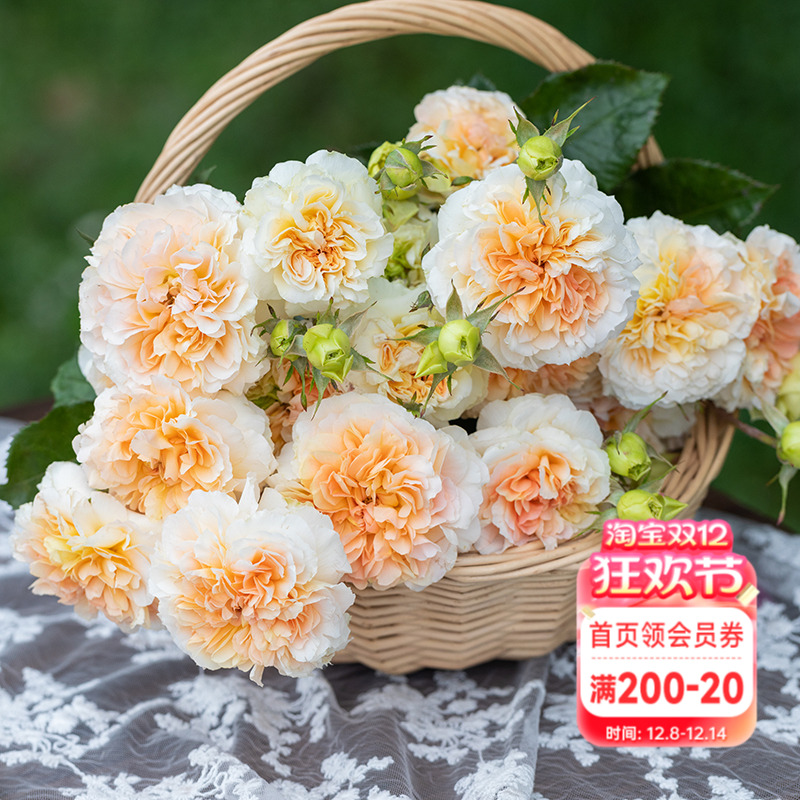 海蒂的花园爬藤红色月季盆栽