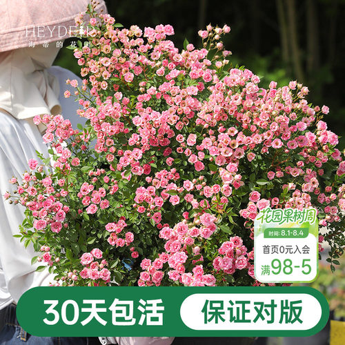 海蒂的花园超微月季室外多头