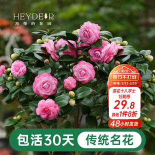 海蒂的花园茶花树苗盆栽十八学士山茶花香妃茶秋冬花卉【带花苞】
