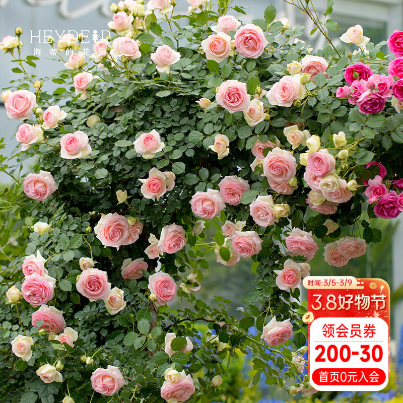 海蒂的花园月季花苗粉色龙沙宝石可爬藤阳台庭院花墙拱门花卉盆栽