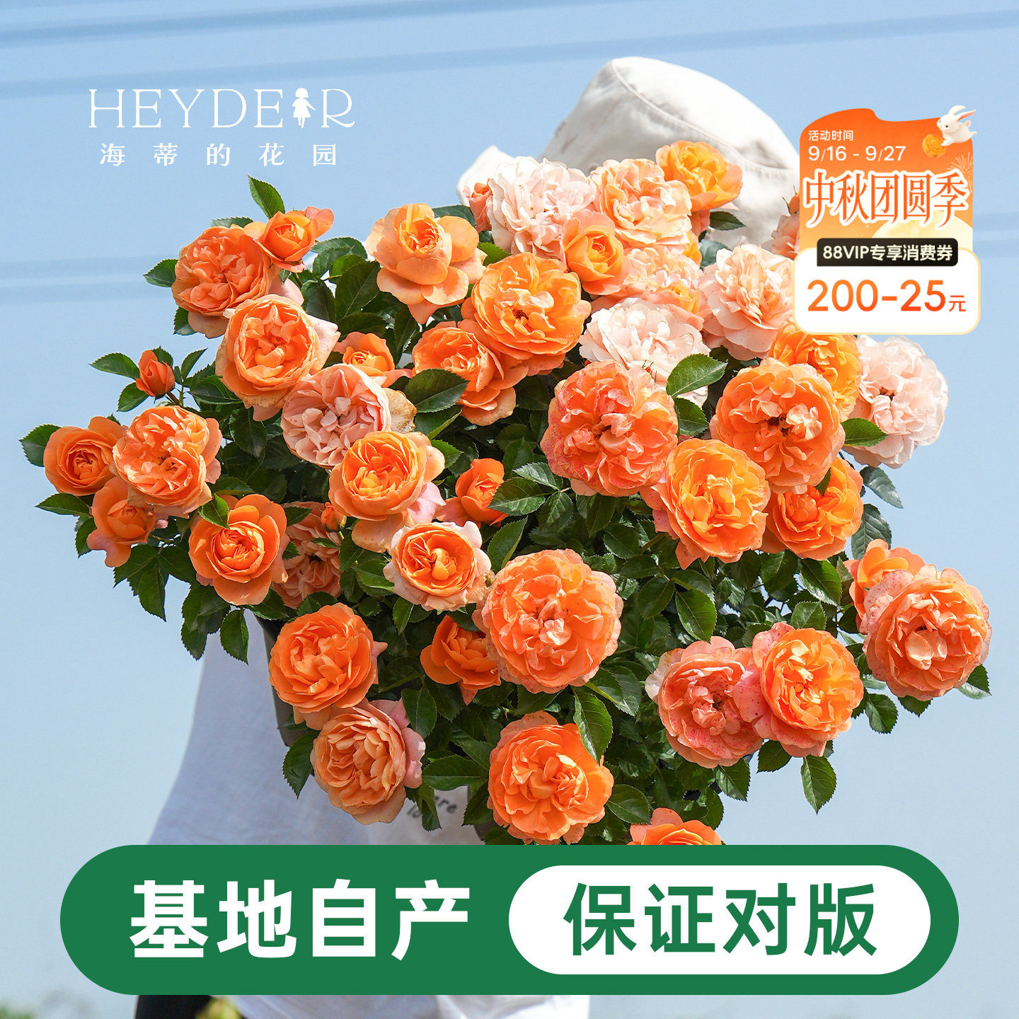 海蒂的花园月季花苗盆栽小苗爬藤玫瑰果汁阳台多季开花地栽花苗图片