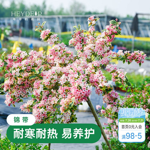 海蒂的花园花叶锦带春天爆花灌木