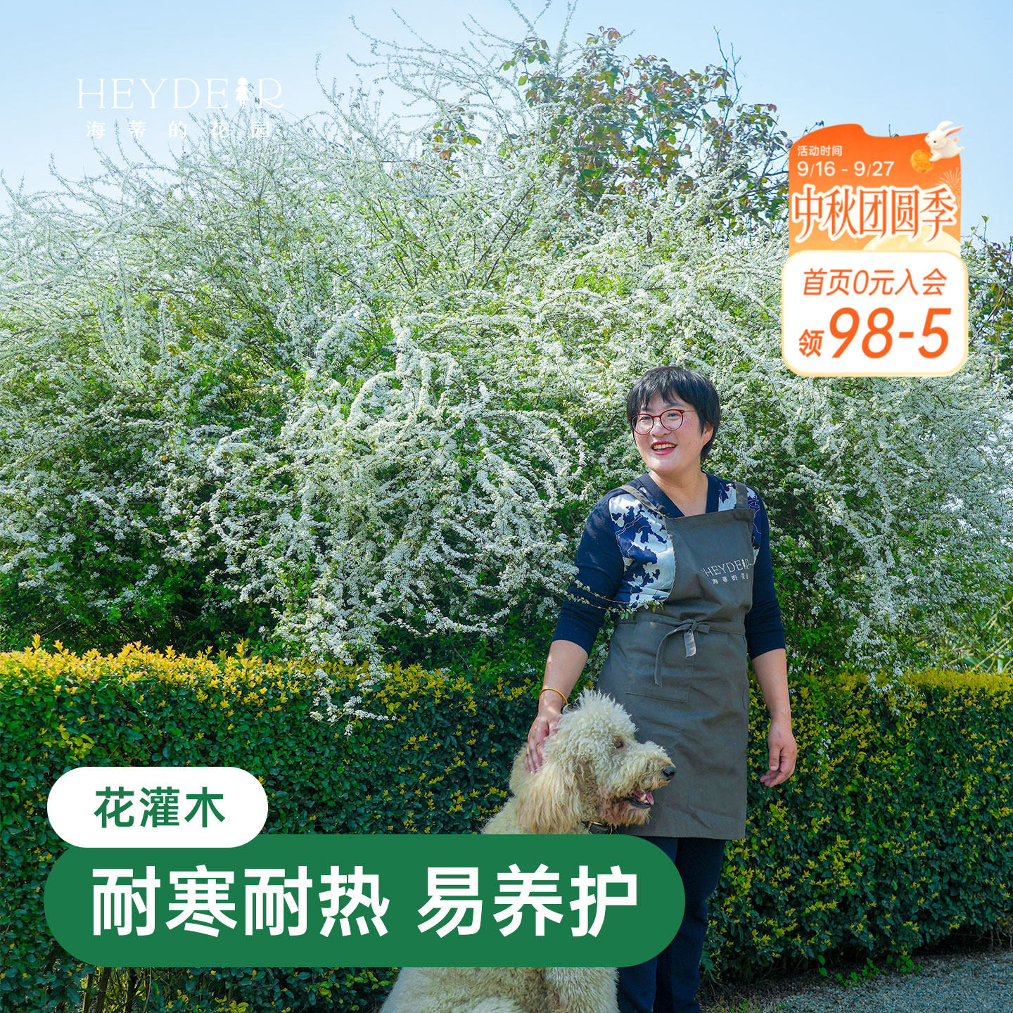 海蒂的花园雪柳鲜枝喷雪花树苗黄金喷泉绣线菊耐寒耐冻灌木植物图片
