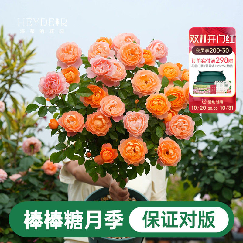 海蒂的花园棒棒糖月季花苗盆栽果汁阳台蓝色阴雨开花植物四季花卉