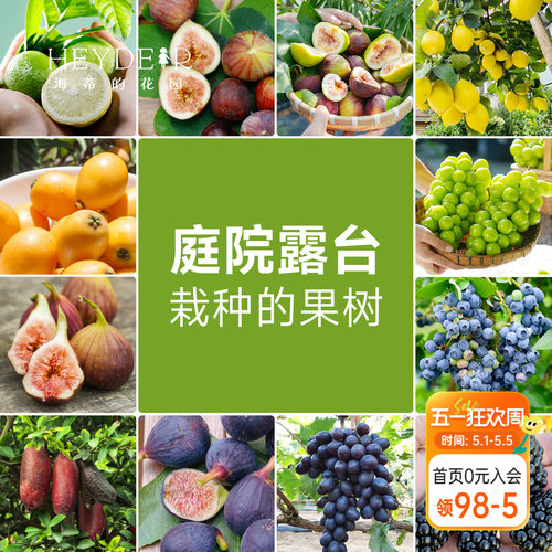 果树果苗盆栽葡萄柠檬