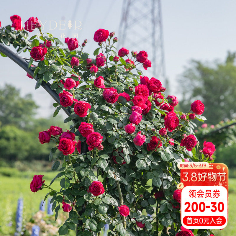 海蒂的花园红色龙沙宝石红龙爬藤经典欧月大花包子多头植物盆栽苗