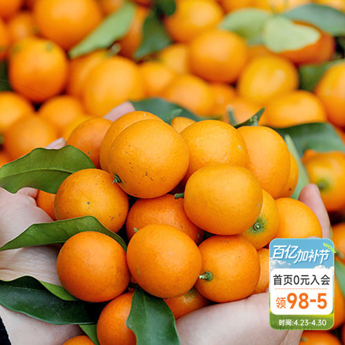 海蒂的花园脆皮金桔柑橘植物水果