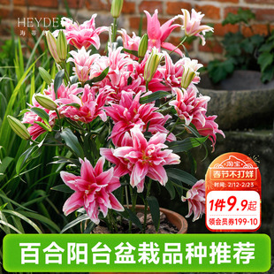 海蒂的花园春百合种球阳台盆栽品种重瓣单瓣进口球根植物海妈