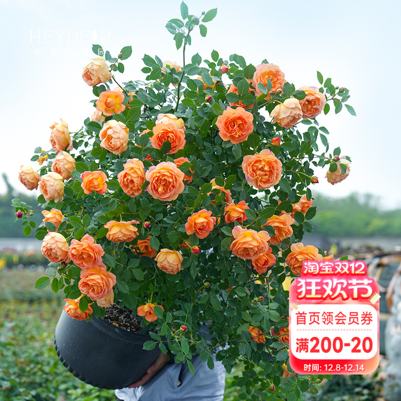 海蒂的花园夏洛特夫人奥斯汀月季