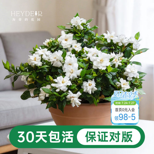 海蒂的花园栀子花盆栽树苗开花浓香花卉植物庭院阳台常绿植物
