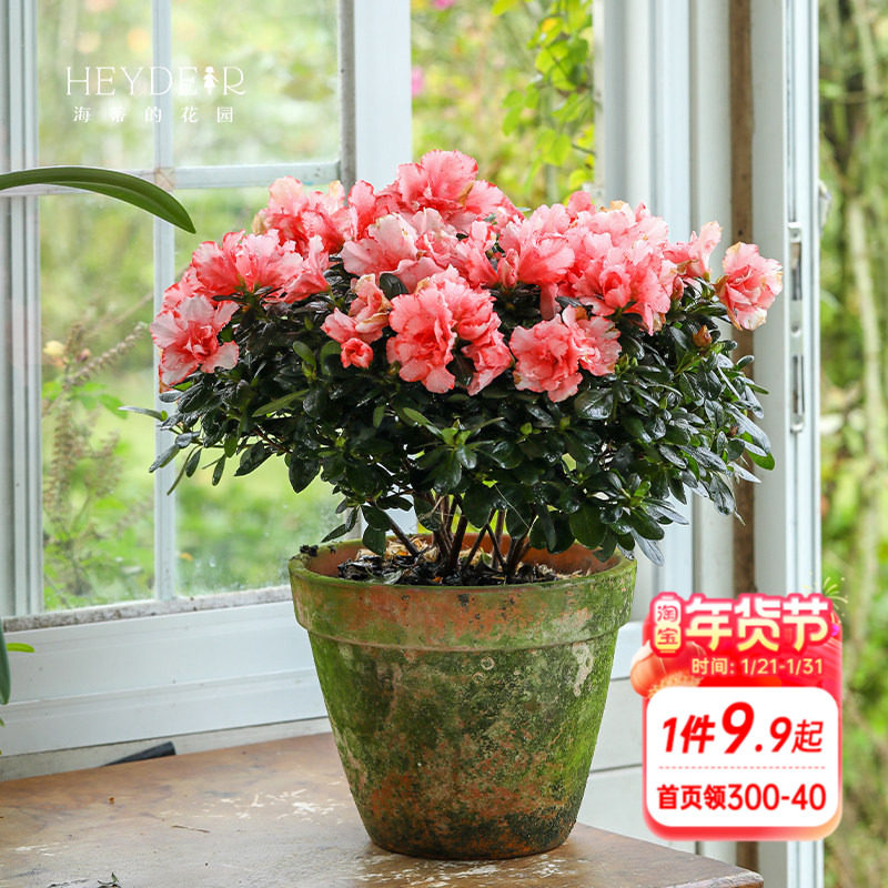 海蒂的花园 杜鹃花耐阴室外庭院阳台多年生灌木盆栽花卉植物花苗,鲜花速递/花卉仿真/绿植园艺,观叶 /花灌木,淘宝优惠券,粉丝福利购,淘宝优惠卷