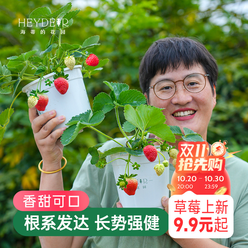 海蒂的花园草莓苗盆栽苗秧种子秋冬季多季结果原土原盆红颜奶油