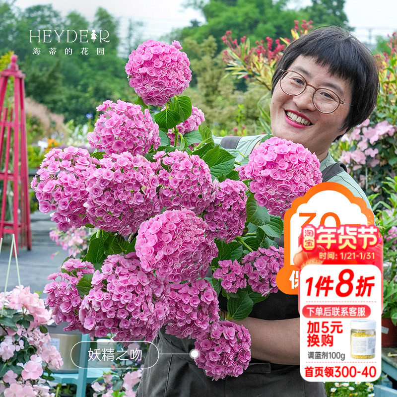 海蒂的花园大花绣球花盆栽花手鞠万华镜重瓣绣球阳台庭院花卉盆栽,鲜花速递/花卉仿真/绿植园艺,绣球/木绣球/木本植物,淘宝优惠券,粉丝福利购,淘宝优惠卷