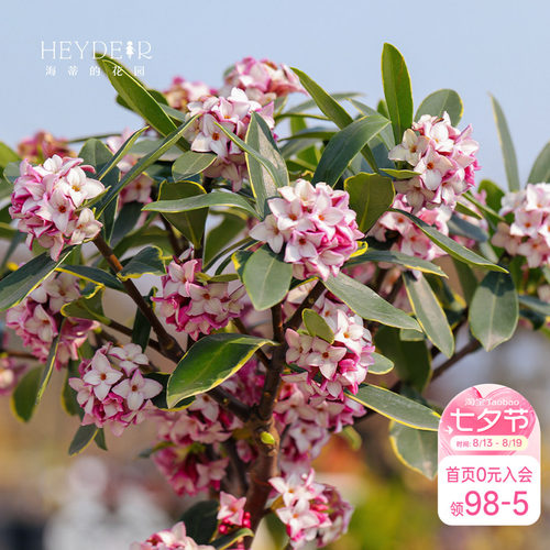 海蒂金边瑞香客厅花卉植物