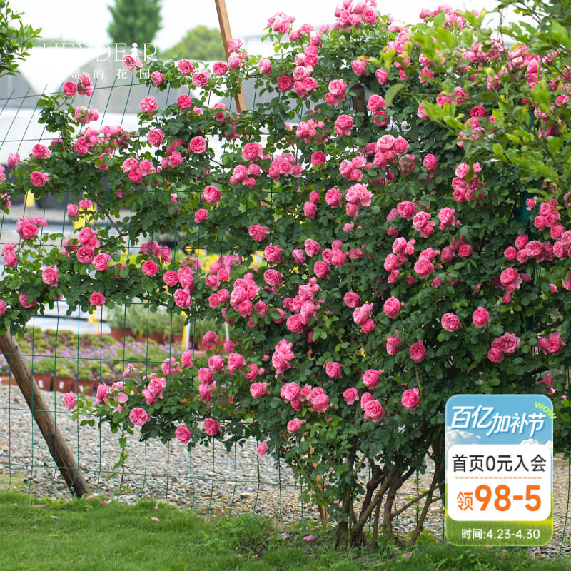 海蒂的花园粉色达芬奇爬藤月季花苗欧月勤花藤本庭院花卉植物盆栽