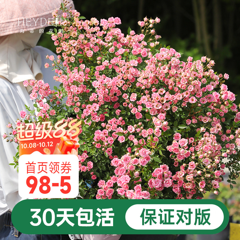 海蒂的花园超微月季室外多头