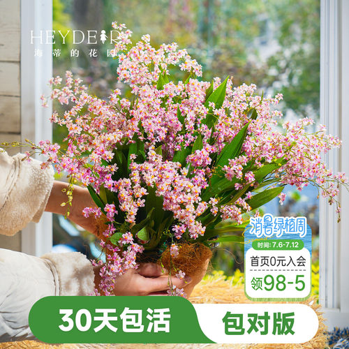海蒂的花园文心兰盆栽