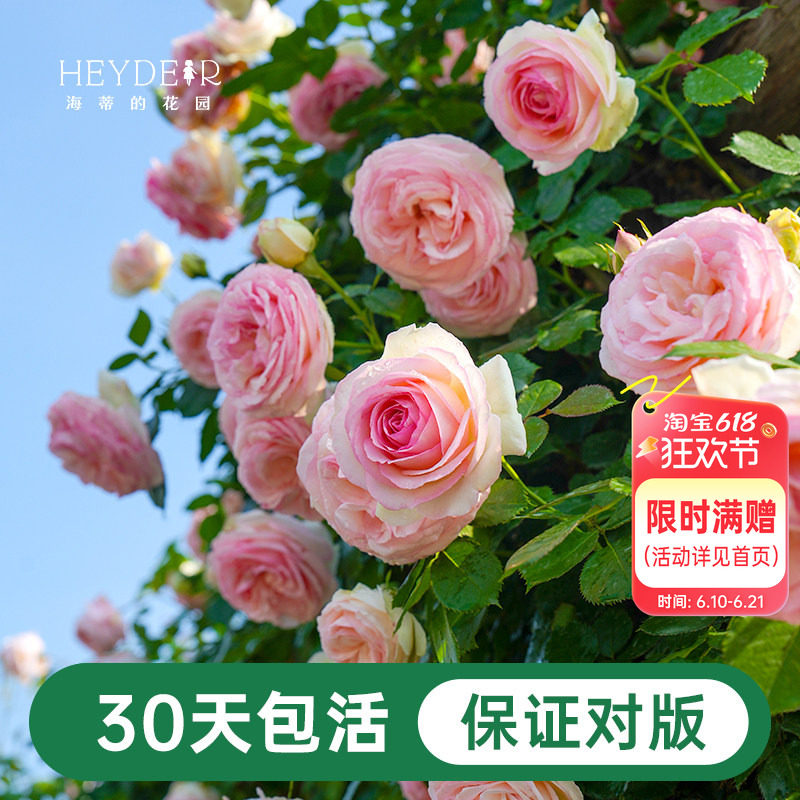 海蒂的花园月季花苗粉色龙沙宝石