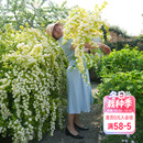 海蒂 绣线菊黄金喷泉花灌木庭院观花观叶花卉植物盆栽花苗 花园