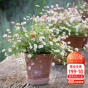 海蒂的花园墨西哥飞蓬多年生易开花自然野趣宿根草花庭院花卉盆栽