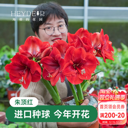 海蒂的花园成都总店朱顶红进口种球重瓣盆栽【30天包活保证对版】