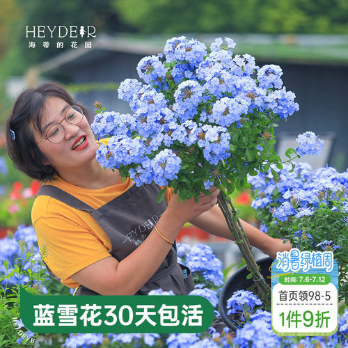 海蒂的花园蓝雪花盆栽耐热阳台可爬藤四季好养易活花卉植物室内花