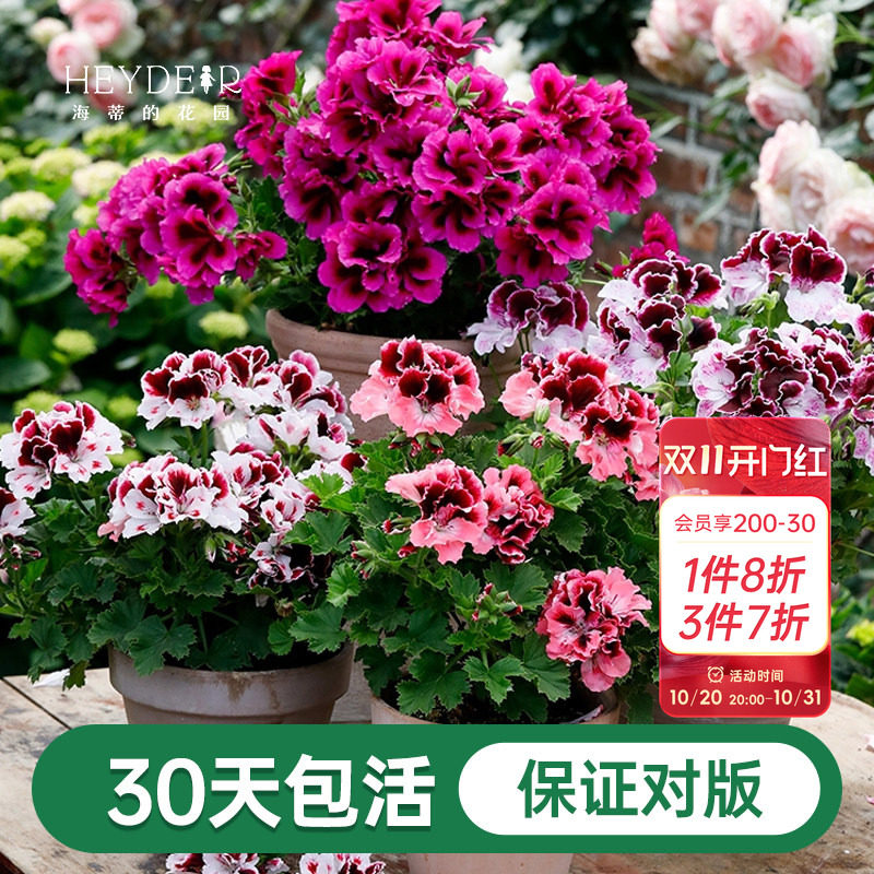 海蒂的花园天竺葵花苗盆栽重瓣四季垂吊直立大花飞溅花卉植物室内