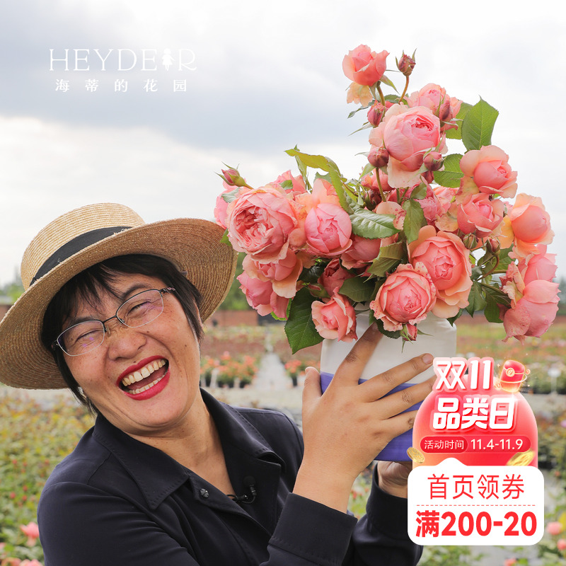 海蒂的花园盆栽苗切花月季