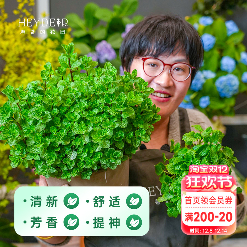 海蒂的花园可食用迷迭香香料香草煎牛排薄荷苗盆栽花卉绿植