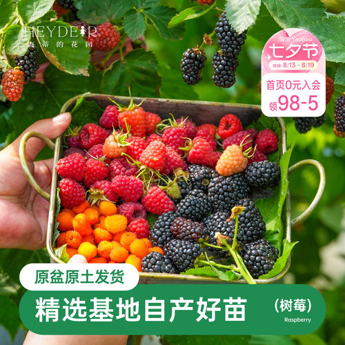海蒂的花园树莓浆果耐寒灌木好养