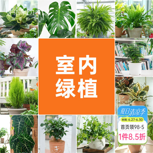 海蒂的花园室内绿植铂金钻龟背竹盆栽室内客厅桌面办公室观叶植物