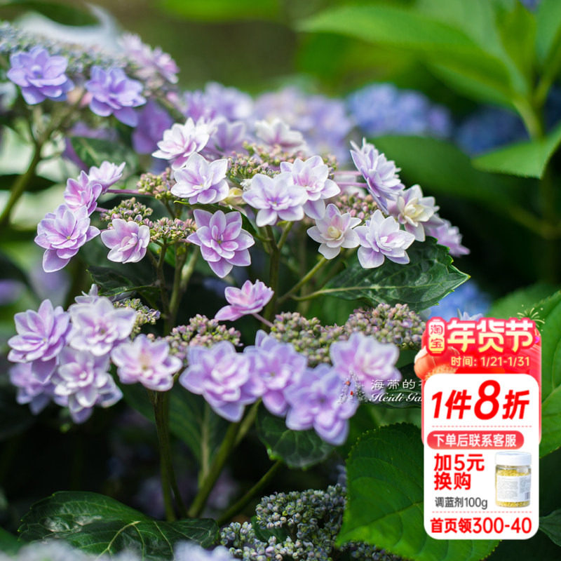 海蒂的花园绣球花雨中曲大花平顶绣球八仙花阳台庭院露台花卉盆栽,鲜花速递/花卉仿真/绿植园艺,绣球/木绣球/木本植物,淘宝优惠券,粉丝福利购,淘宝优惠卷