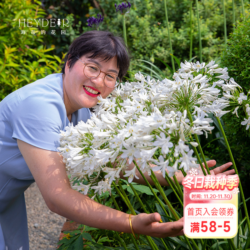海蒂百子莲庭院耐热植物花卉