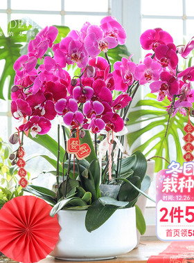 海蒂的花园蝴蝶兰盆栽带花苞宝贝兰花秋花苗冬室内年宵开花植物