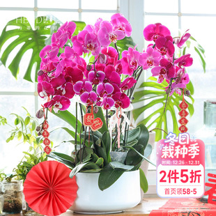 海蒂 花园蝴蝶兰盆栽带花苞宝贝兰花秋花苗冬室内年宵开花植物