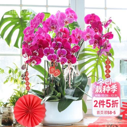 带花苞蝴蝶兰海蒂的花园