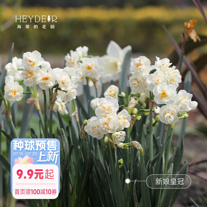 海蒂的花园洋水仙种球水仙水养盆栽冬季室内阳台开花