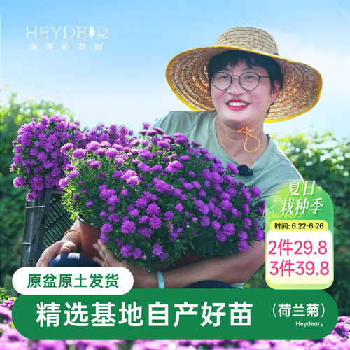 紫菀小卡罗可开花四季植物