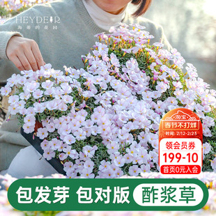 海蒂的花园酢浆草盆栽苗易开花阳台栽种庭院多年生花卉植物花期长