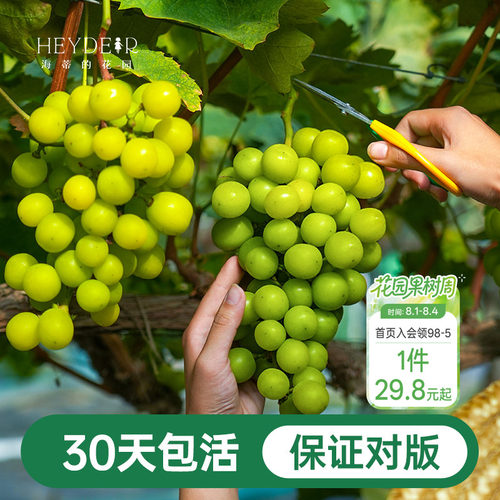 阳台果树阳光玫瑰葡萄苗
