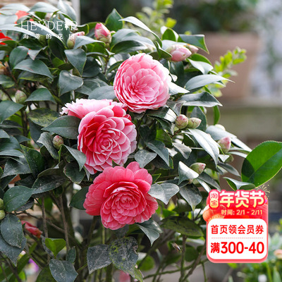 海蒂的花园茶花盆栽十八学士山茶花树苗香妃秋冬花卉【带花苞】