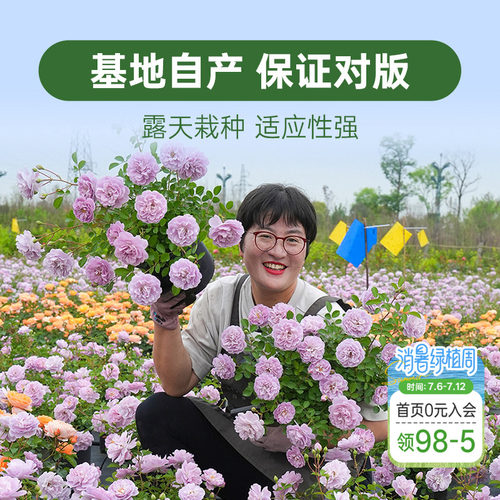 海蒂的花园月季花苗盆栽小苗爬藤玫瑰果汁阳台地栽花苗