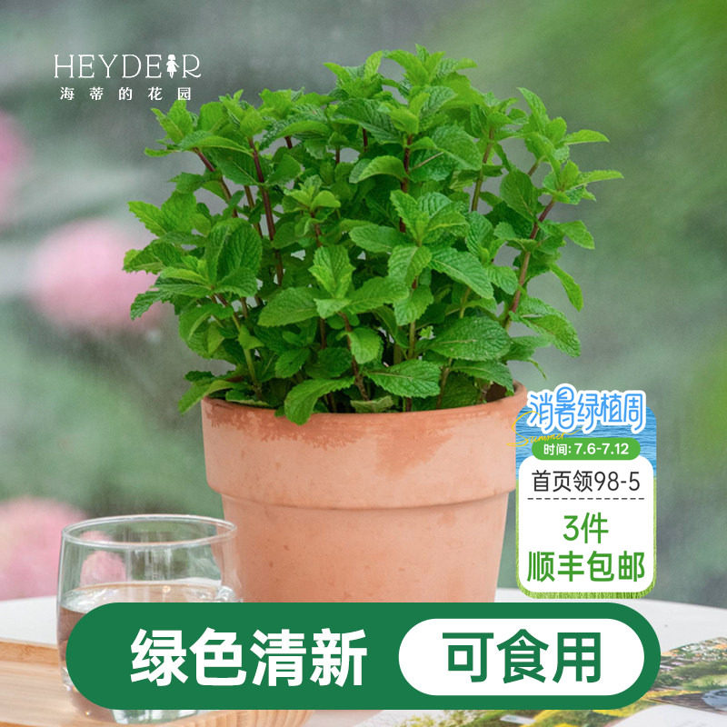 海蒂的花园薄荷盆栽苗